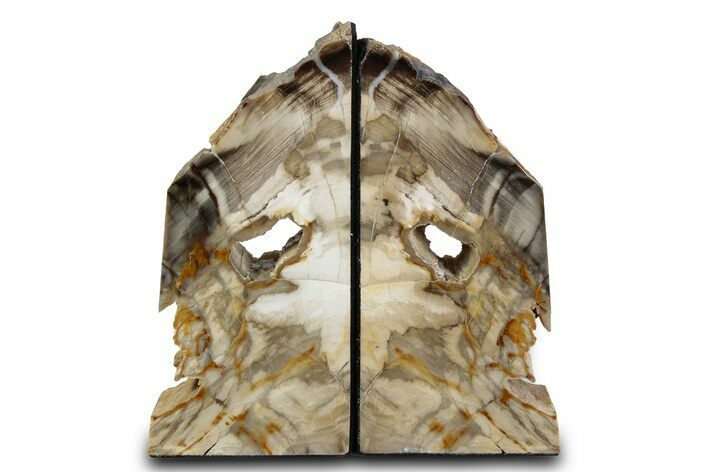 Tall Colorful Petrified Wood Bookends - Washington #382149